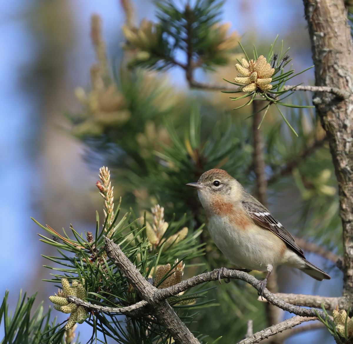 Bay-breasted Warbler - Denny Porter