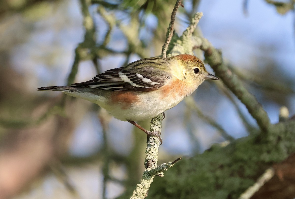 Bay-breasted Warbler - Denny Porter