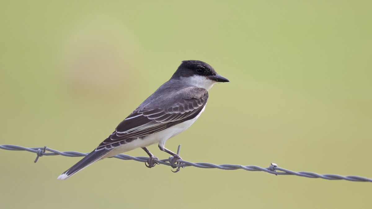 Eastern Kingbird - Curtis McCamy