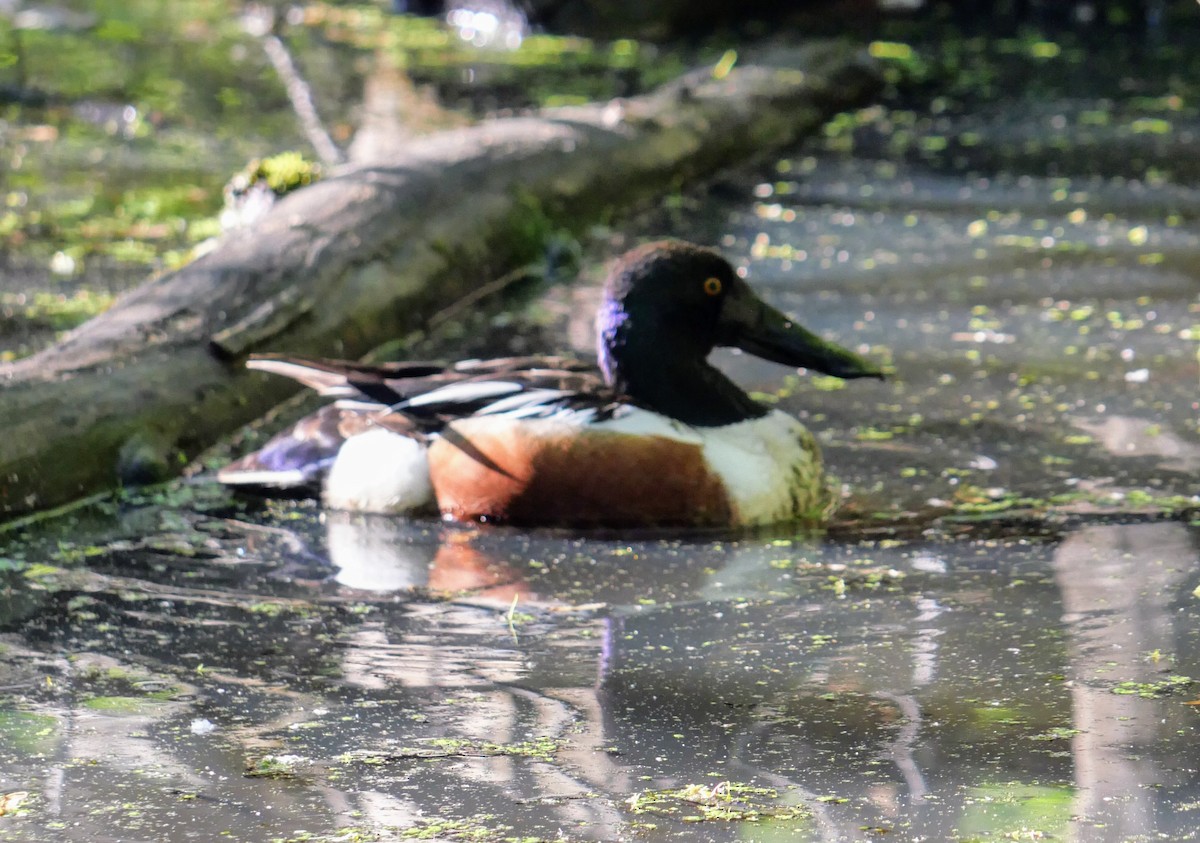 Northern Shoveler - Cécile Charlton