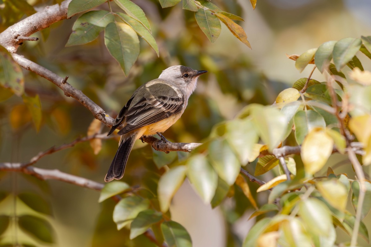 Suiriri Flycatcher - Katia Oliveira