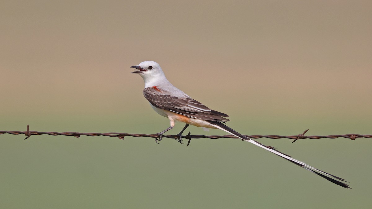 Scissor-tailed Flycatcher - ML619582533