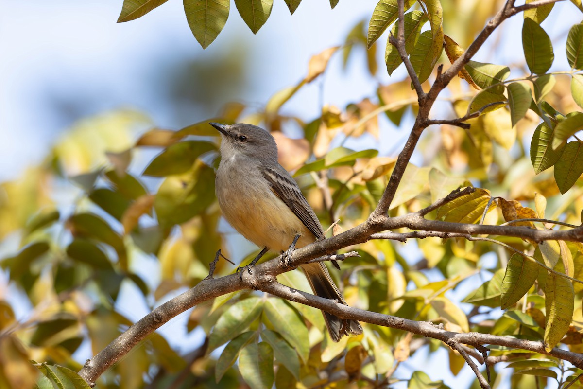 Suiriri Flycatcher - ML619582536