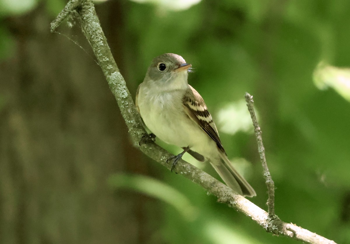 Acadian Flycatcher - Rand Quinn