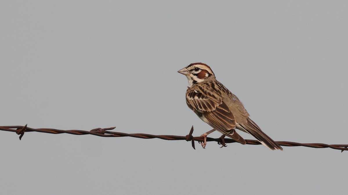 Lark Sparrow - Curtis McCamy