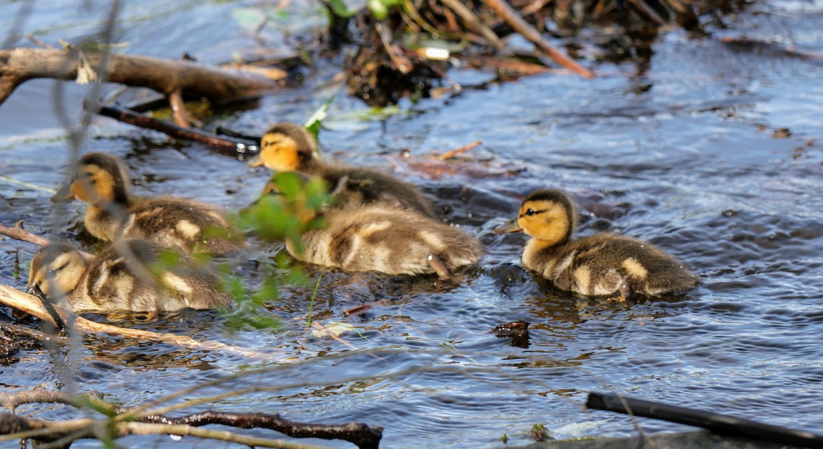 Mallard - Cécile Charlton