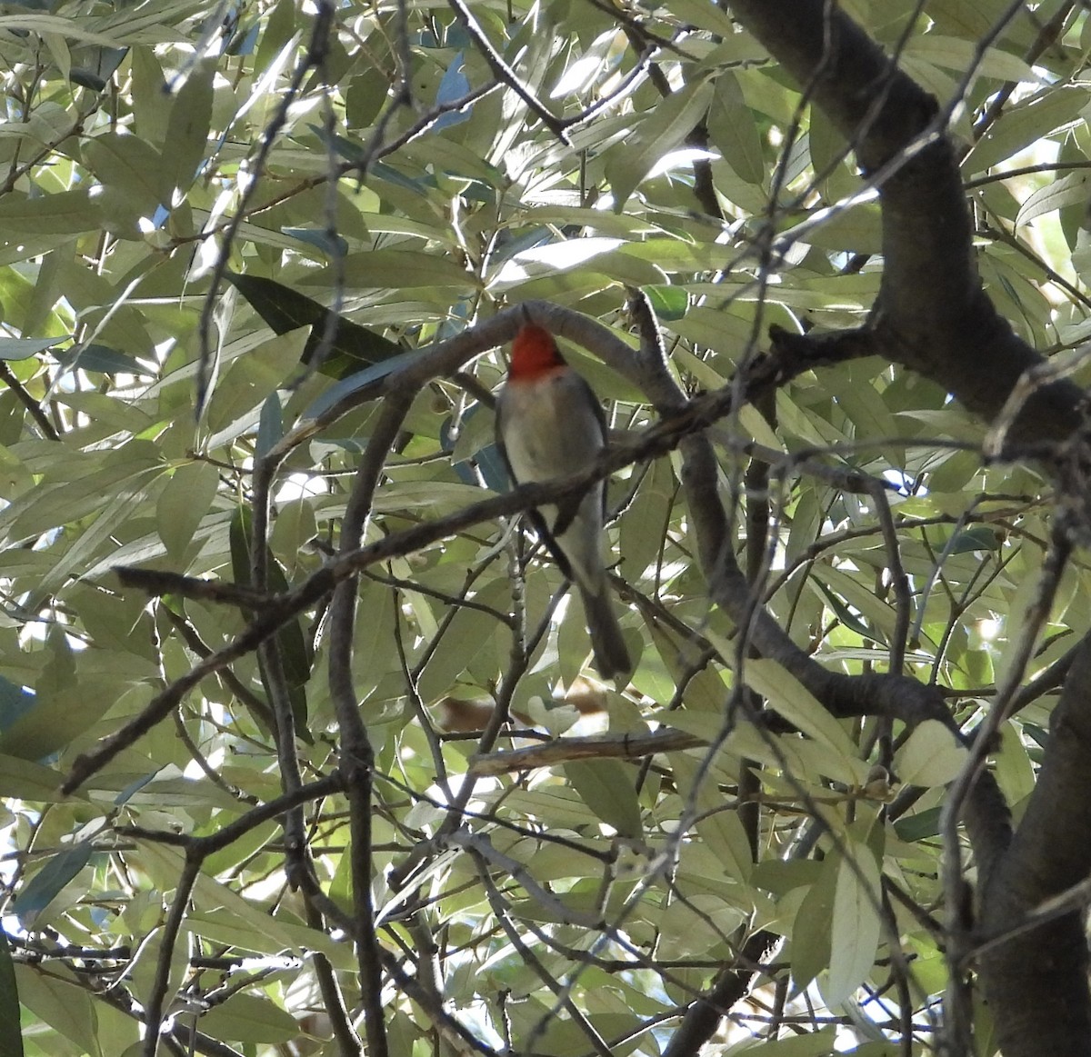 Red-faced Warbler - Roee Astor