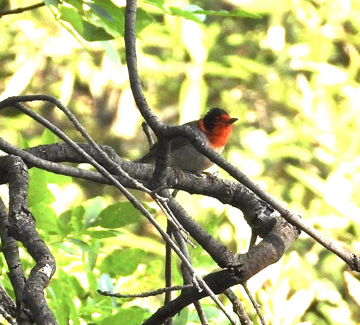 Red-faced Warbler - Roee Astor