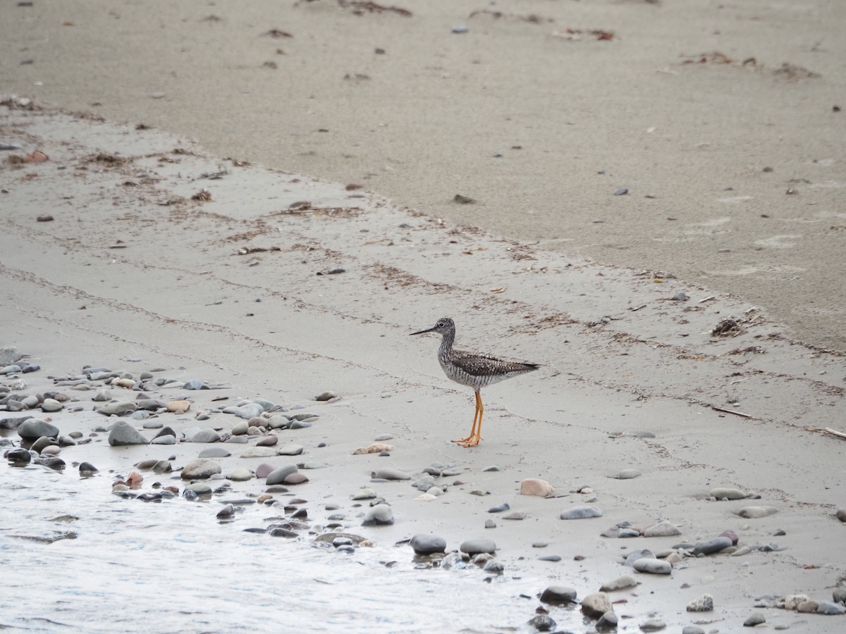 Greater Yellowlegs - ML619582557