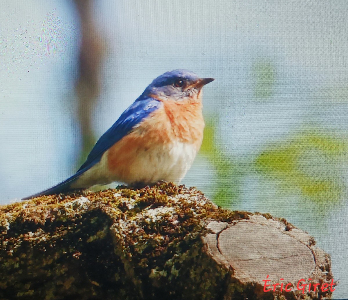 Eastern Bluebird - Éric giret