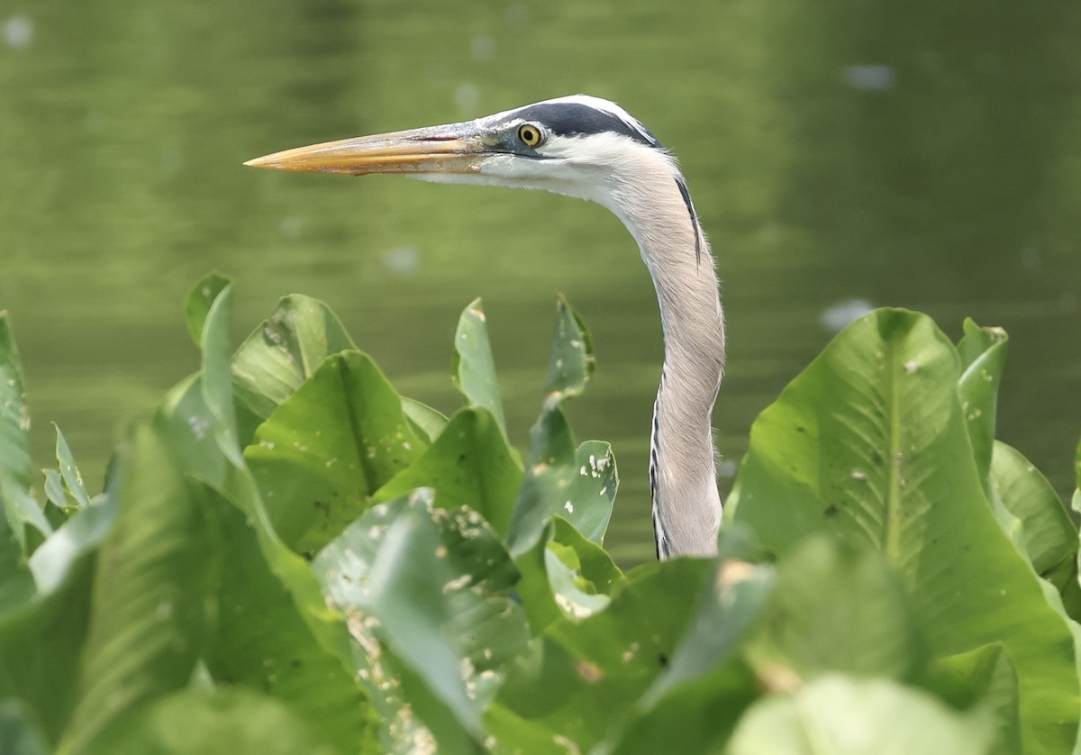 Great Blue Heron - Rand Quinn