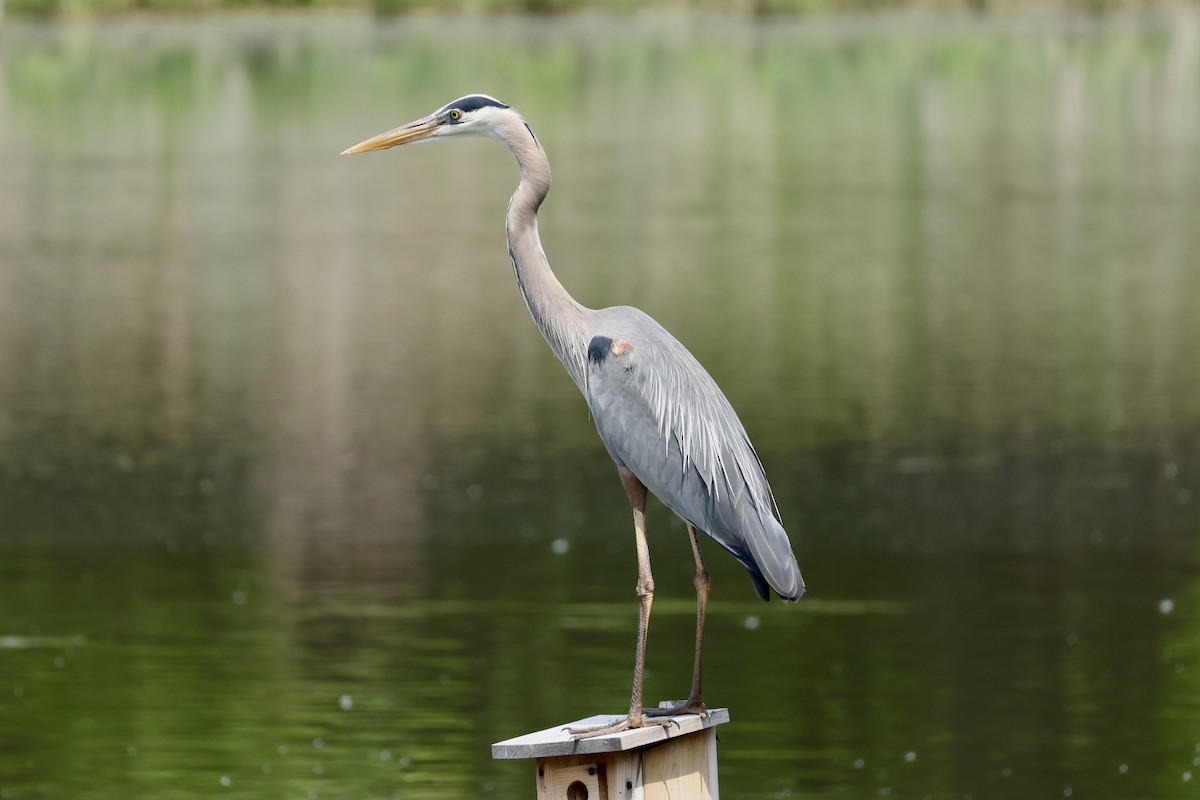 Great Blue Heron - Rand Quinn