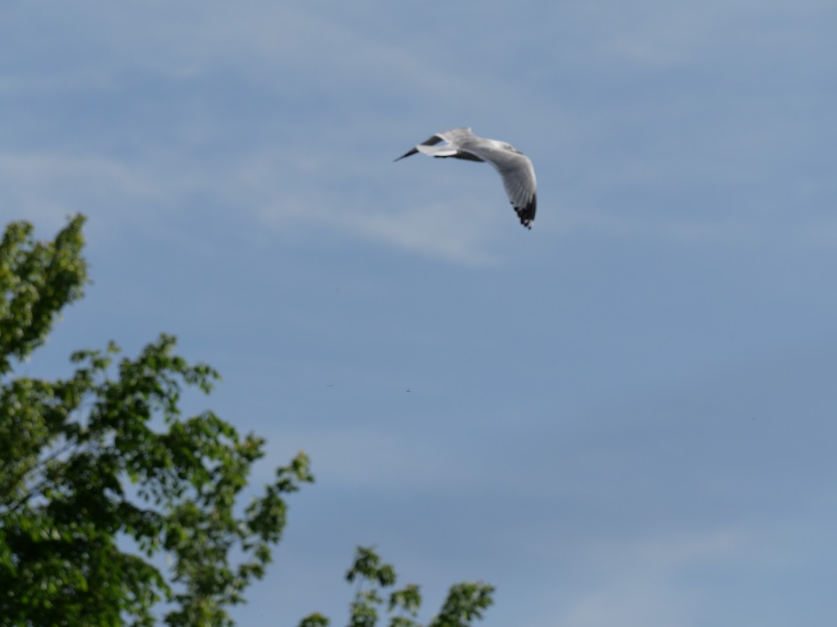 Ring-billed Gull - Cécile Charlton