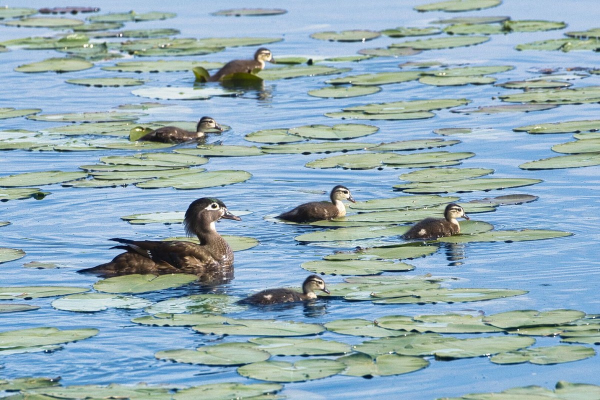 Wood Duck - Lyse Clermont