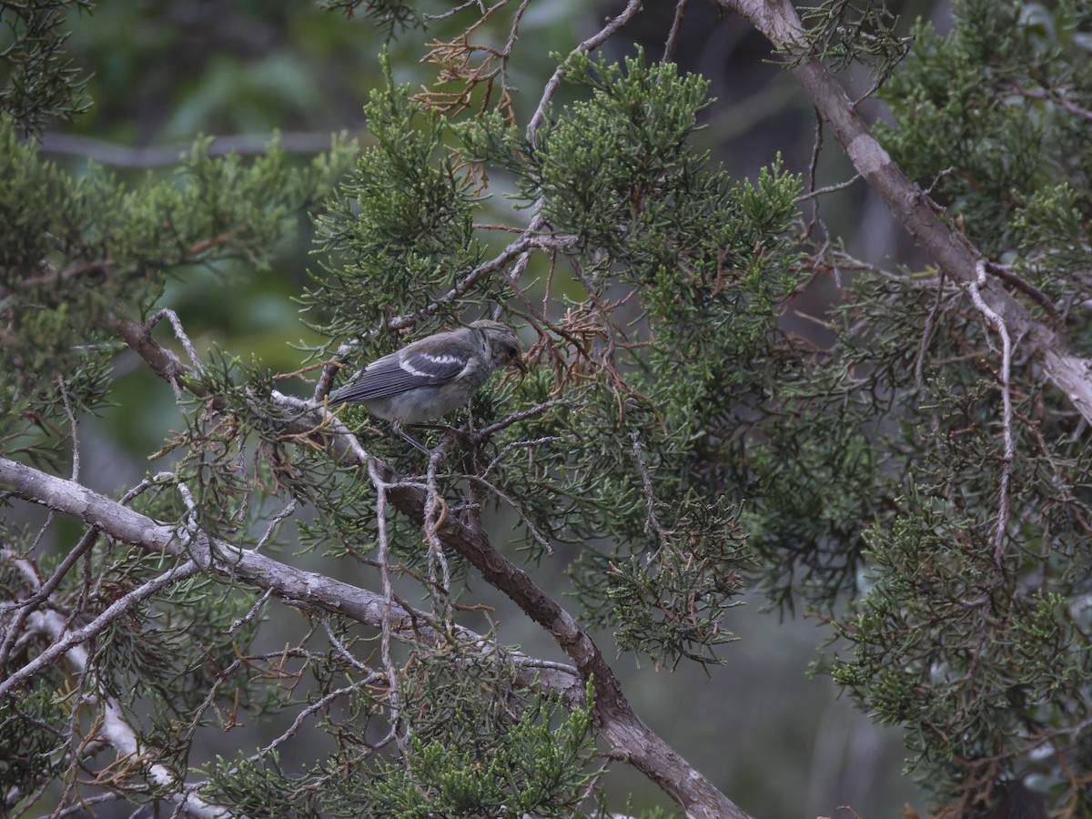 Golden-cheeked Warbler - Eric Sibbald