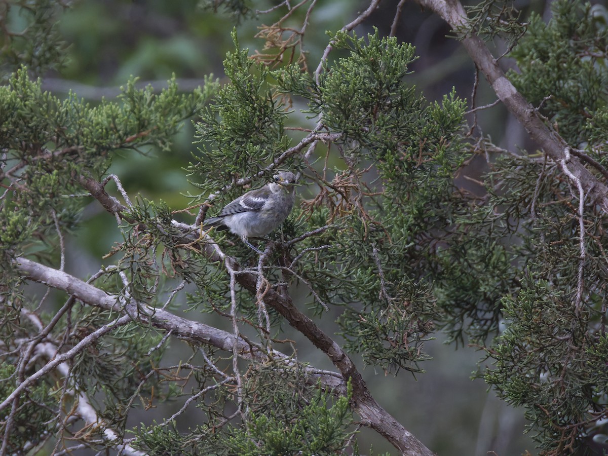 Golden-cheeked Warbler - Eric Sibbald