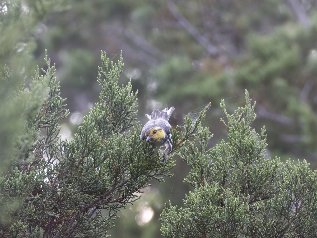 Golden-cheeked Warbler - Eric Sibbald