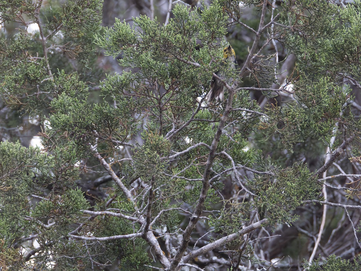 Golden-cheeked Warbler - Eric Sibbald