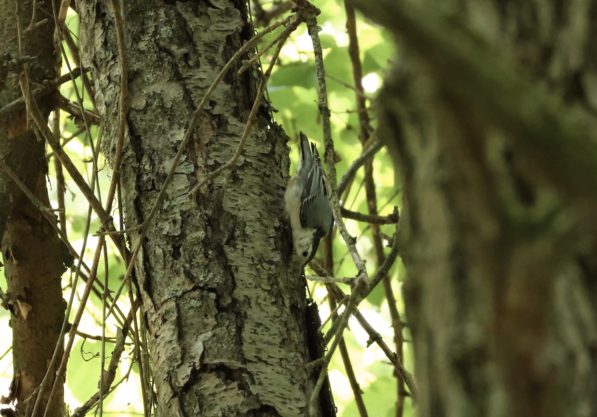 White-breasted Nuthatch - Rand Quinn