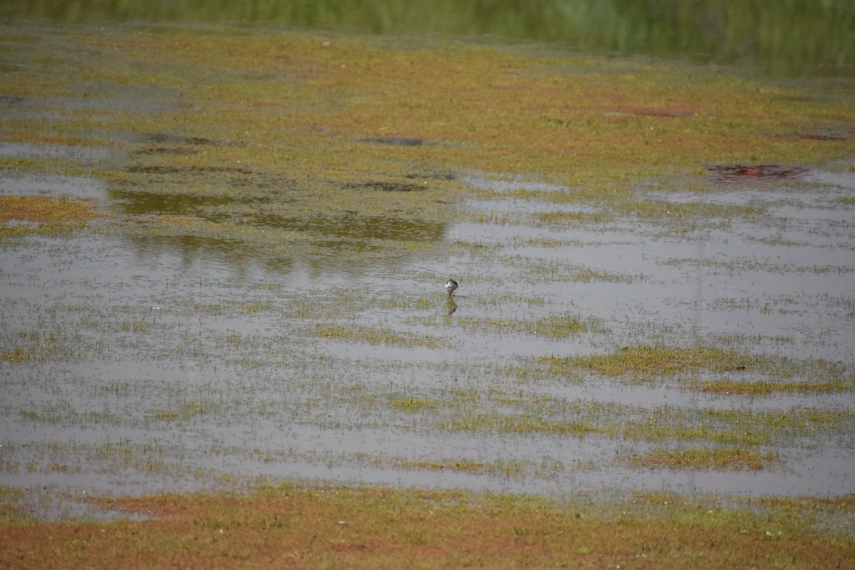 Least Sandpiper - Matthew Campbell