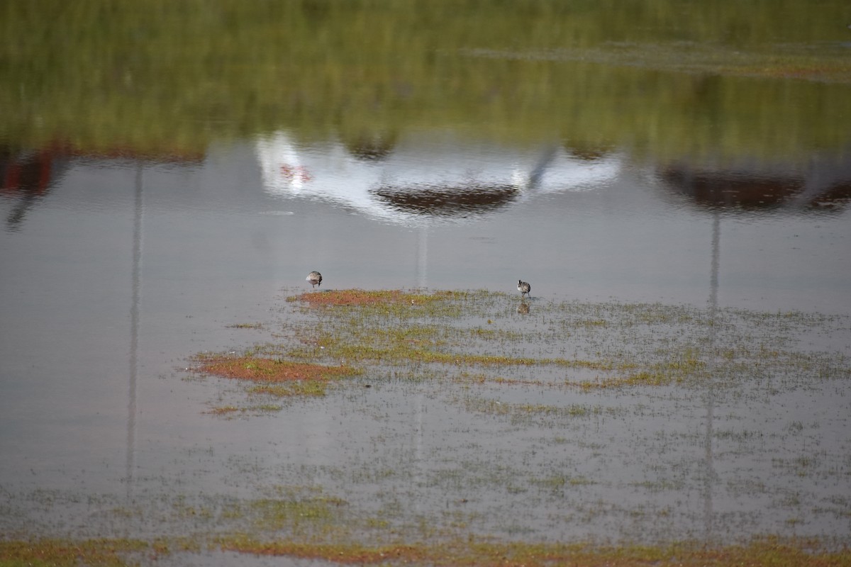 Least Sandpiper - Matthew Campbell