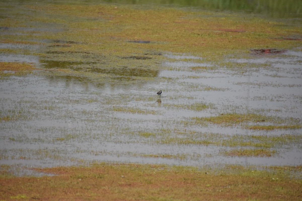 Least Sandpiper - Matthew Campbell