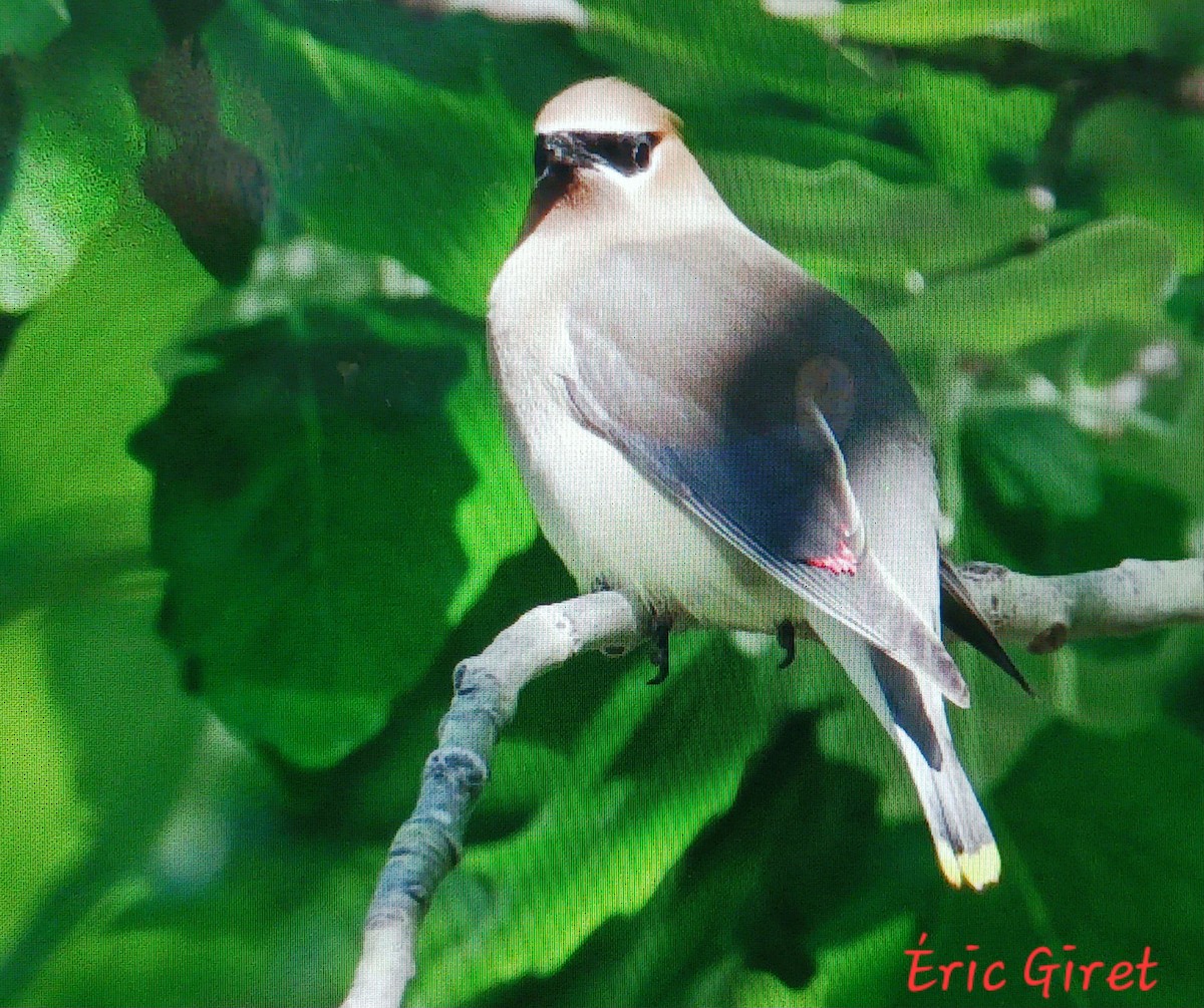 Cedar Waxwing - Éric giret