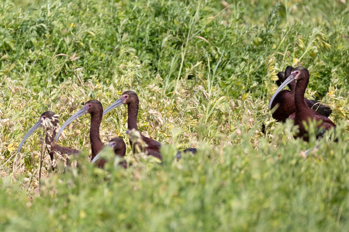 White-faced Ibis - Anonymous