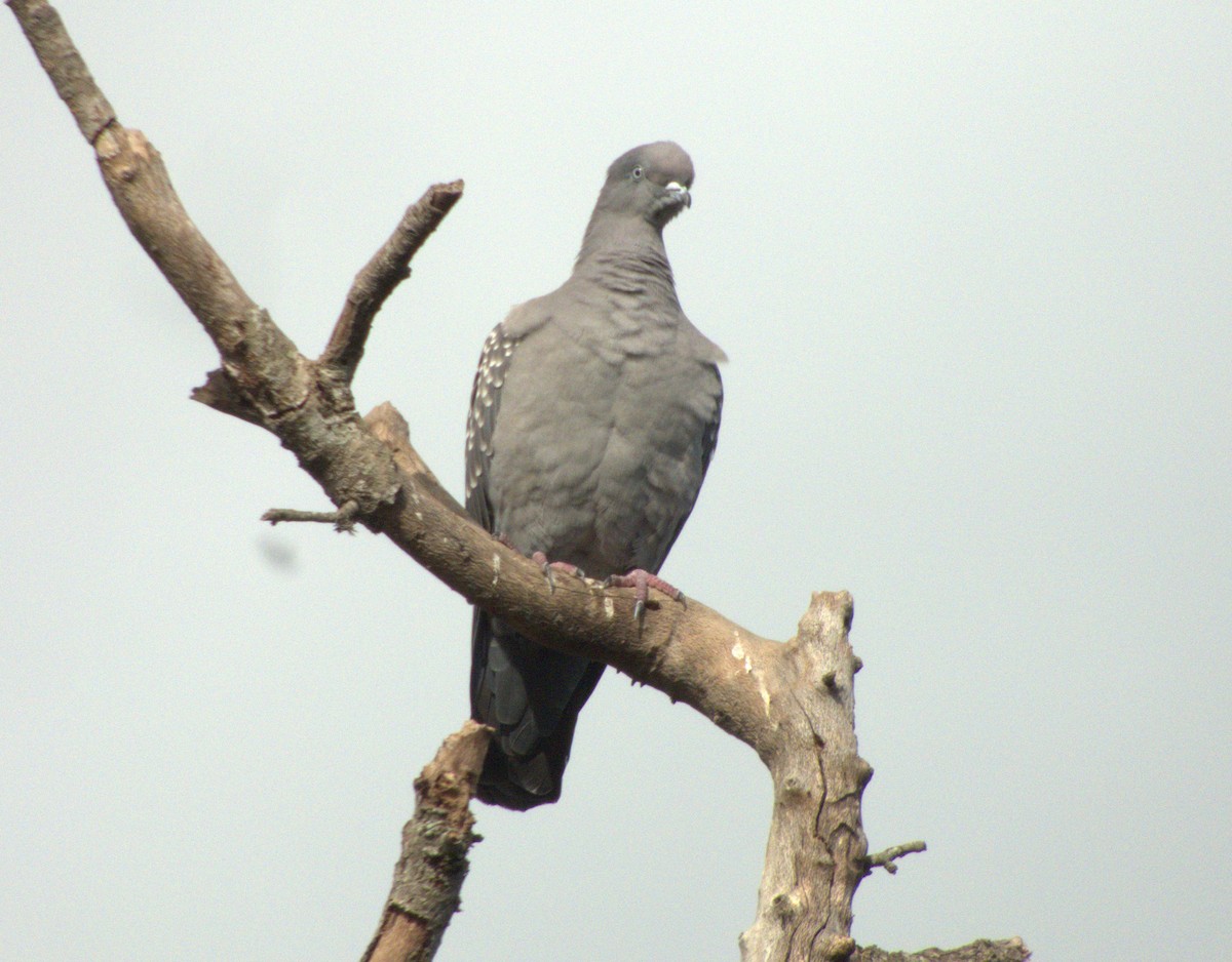 Spot-winged Pigeon - Edgardo Oscar Pic