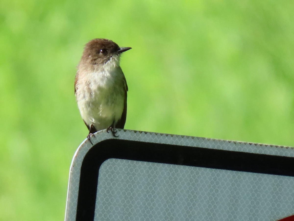 Eastern Phoebe - ML619582591