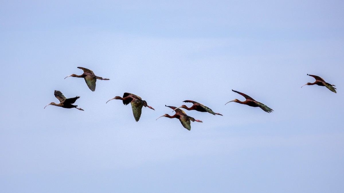 White-faced Ibis - Anonymous