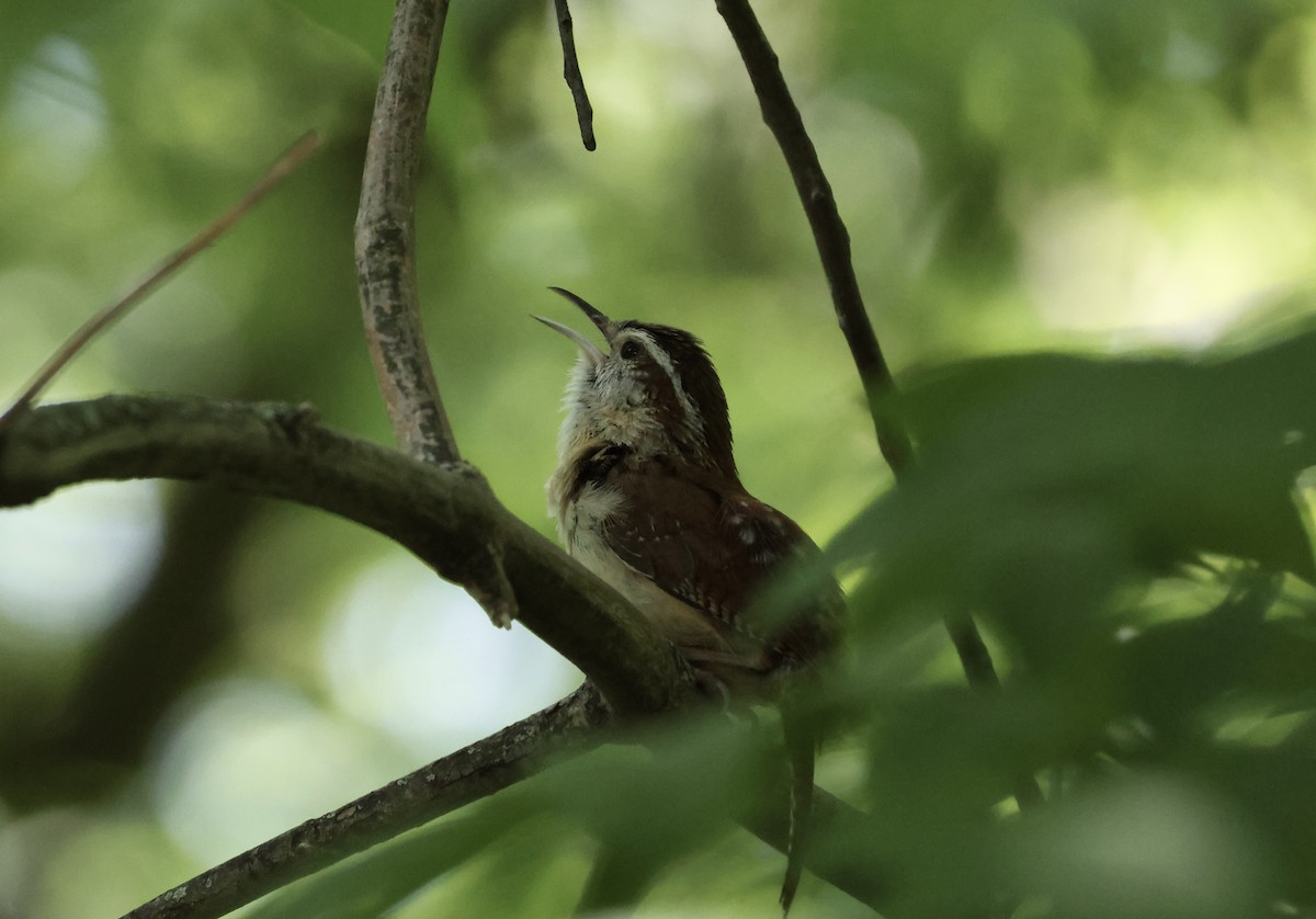 Carolina Wren - Rand Quinn