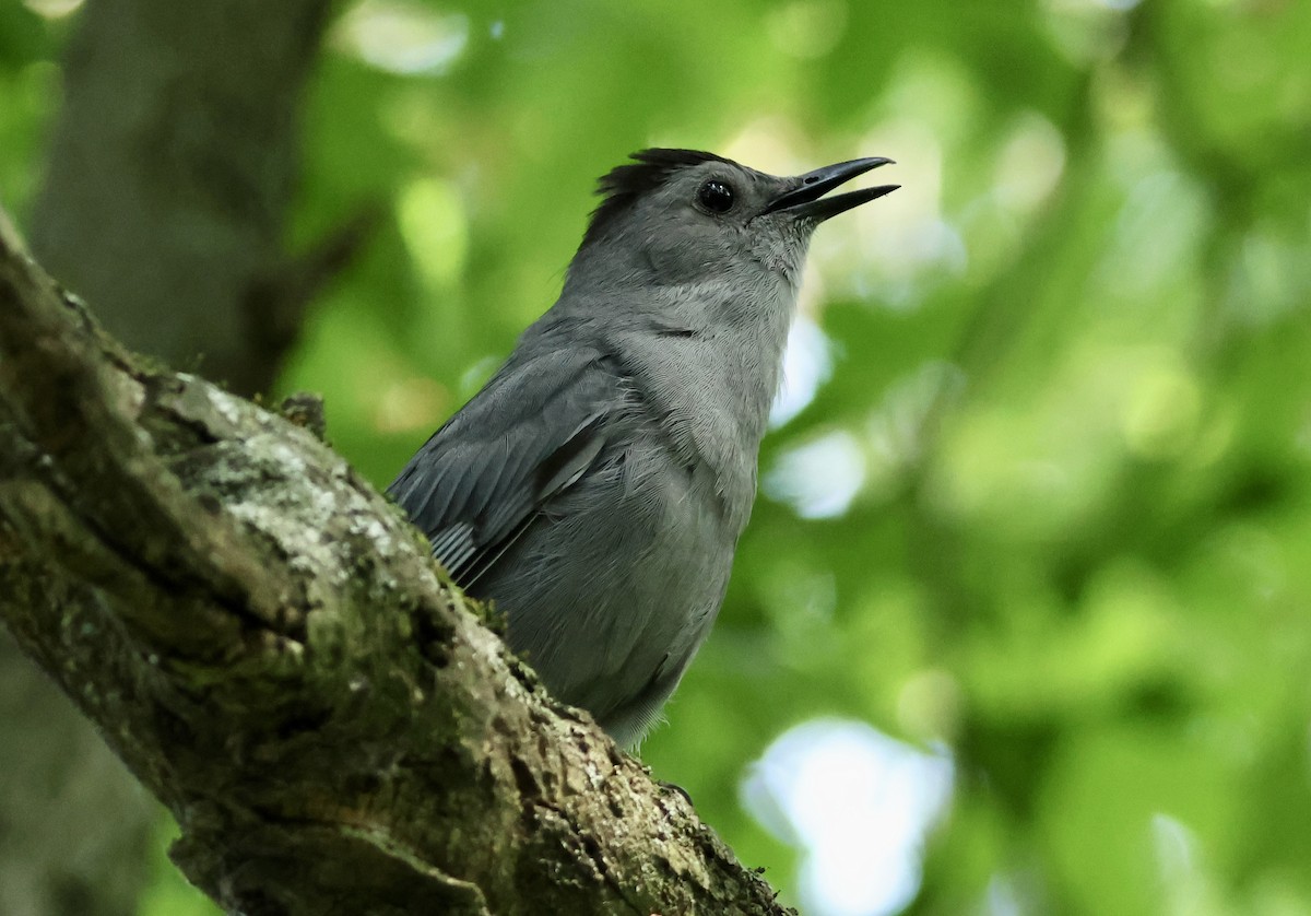 Gray Catbird - Rand Quinn