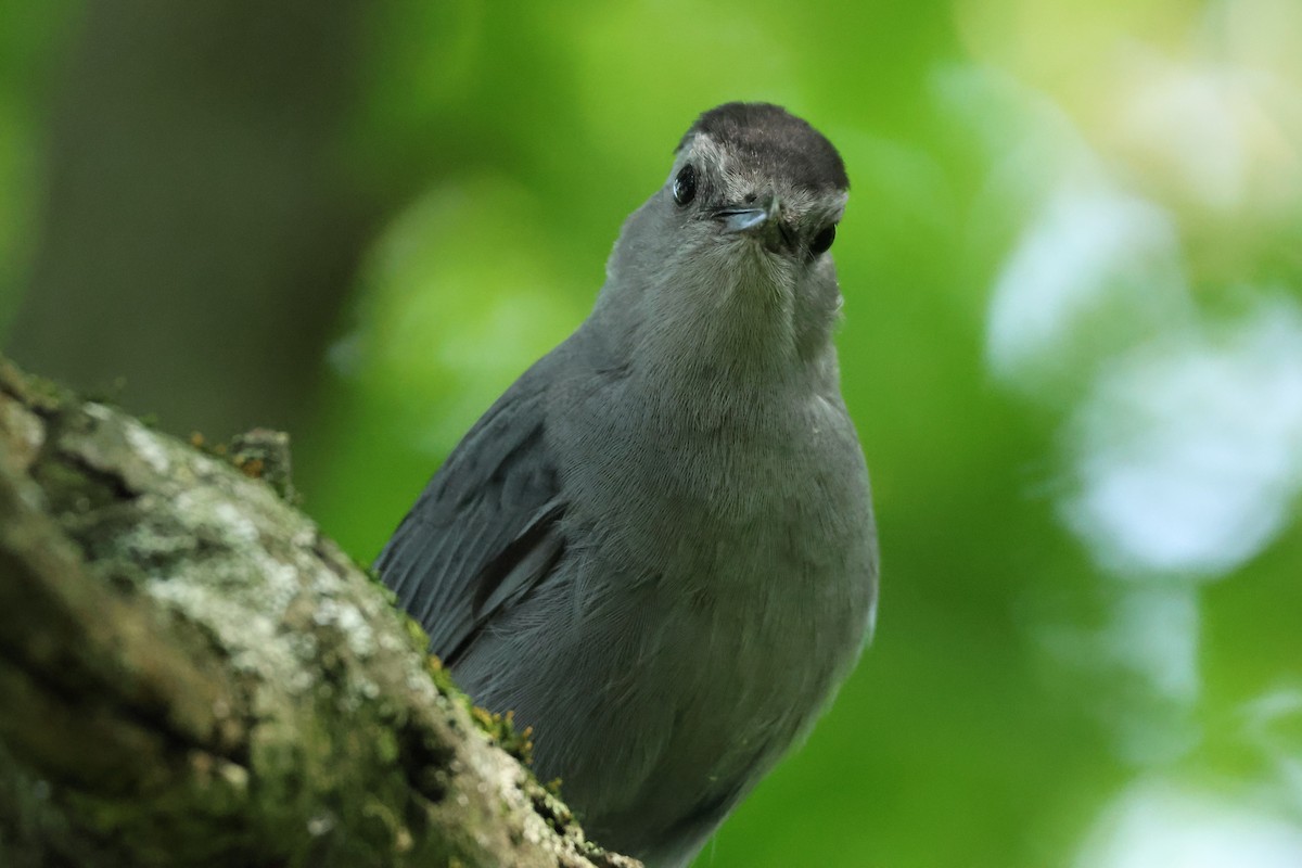 Gray Catbird - Rand Quinn