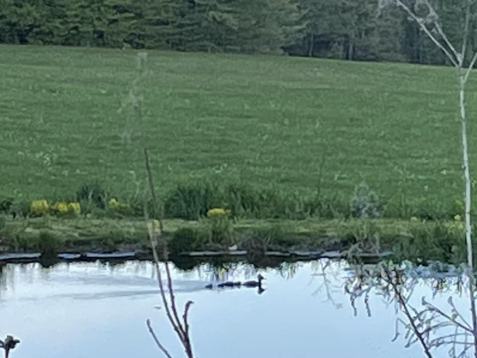 Hooded Merganser - Chenango Bird Club - Historical Records