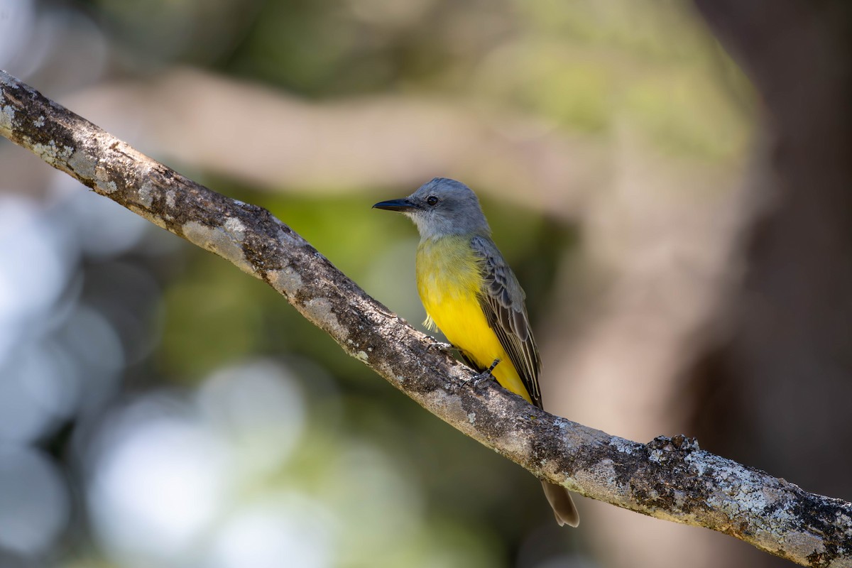 Tropical Kingbird - Katia Oliveira