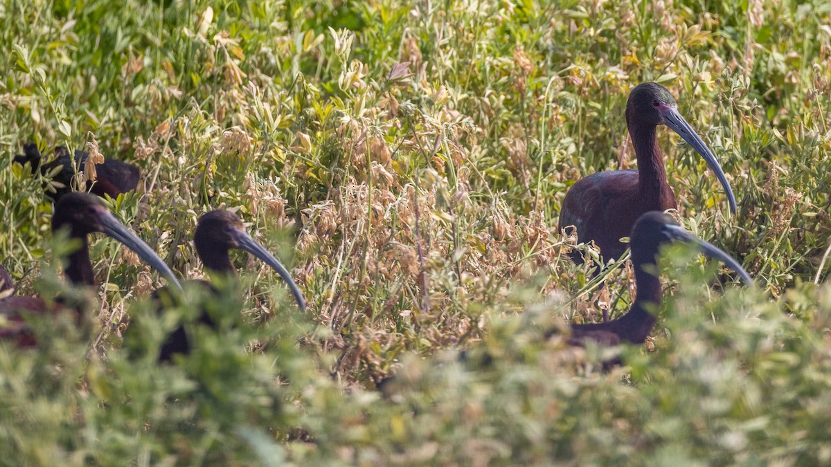 White-faced Ibis - Anonymous