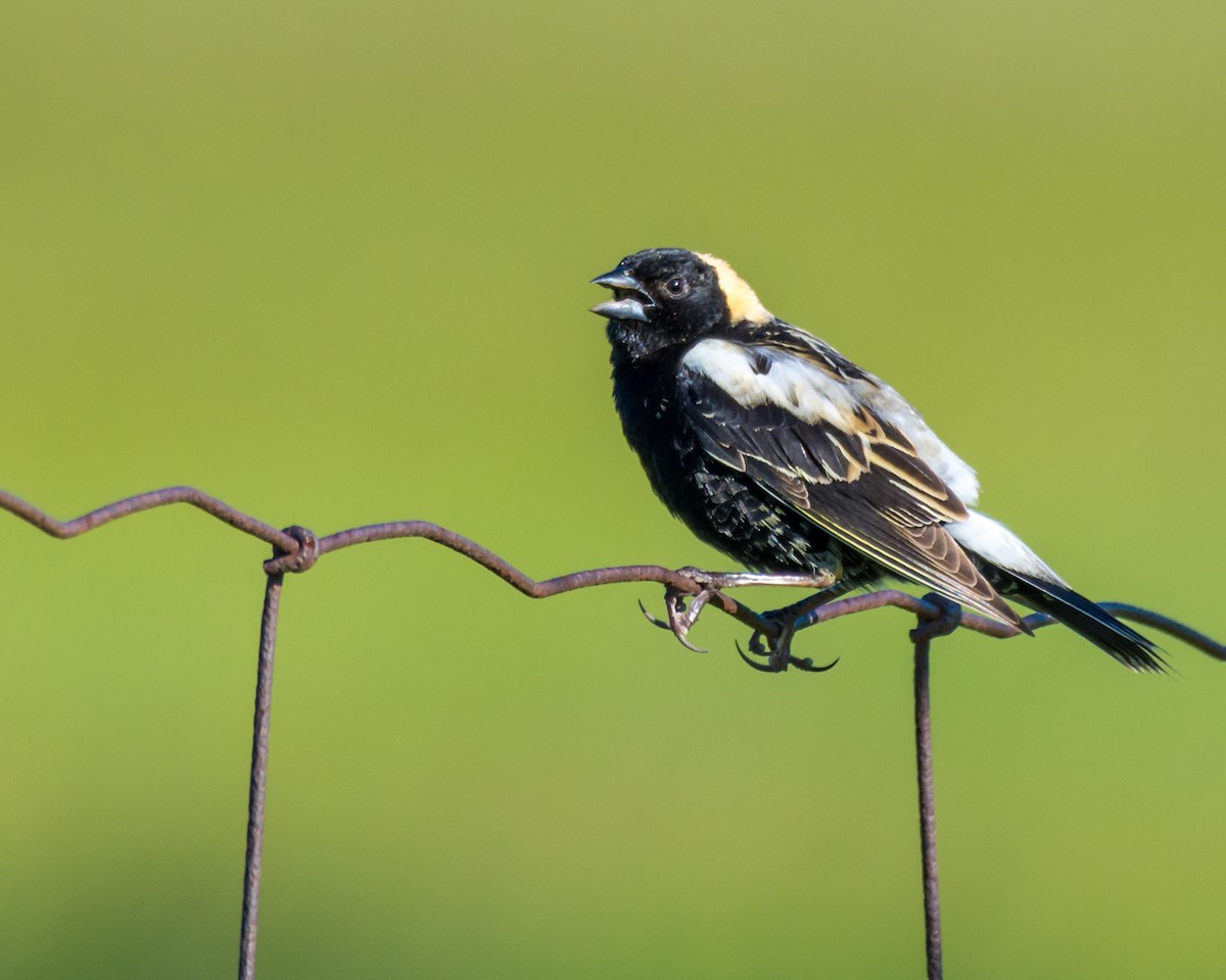 Bobolink - Larry Bird