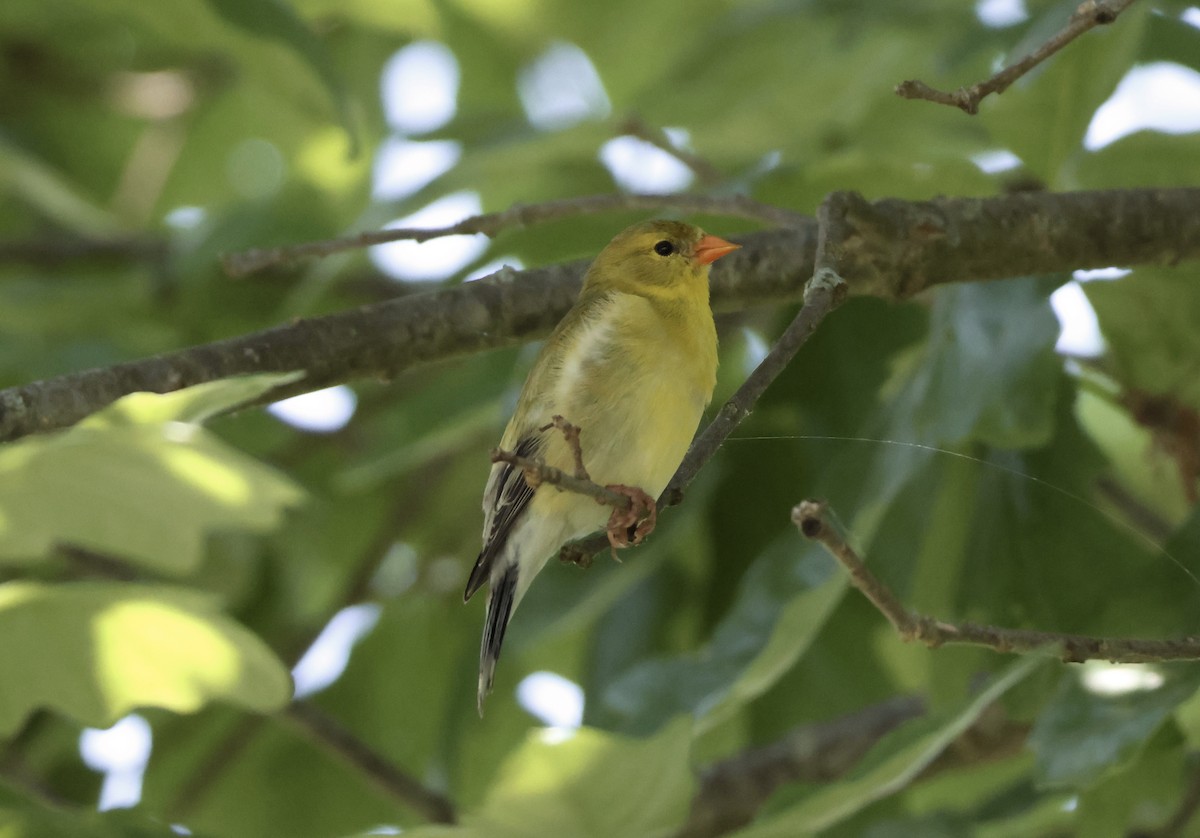 American Goldfinch - Rand Quinn