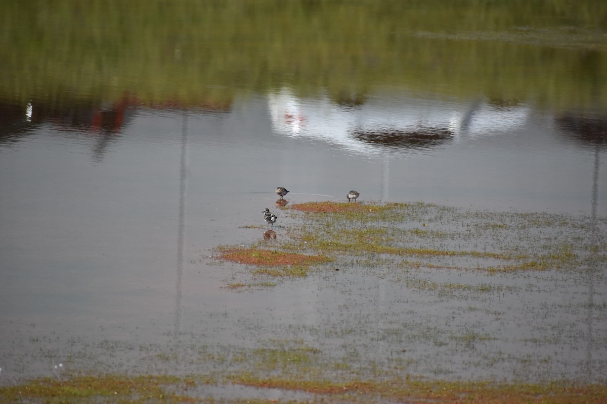 Least Sandpiper - Matthew Campbell