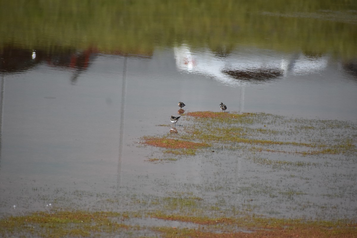 Least Sandpiper - Matthew Campbell