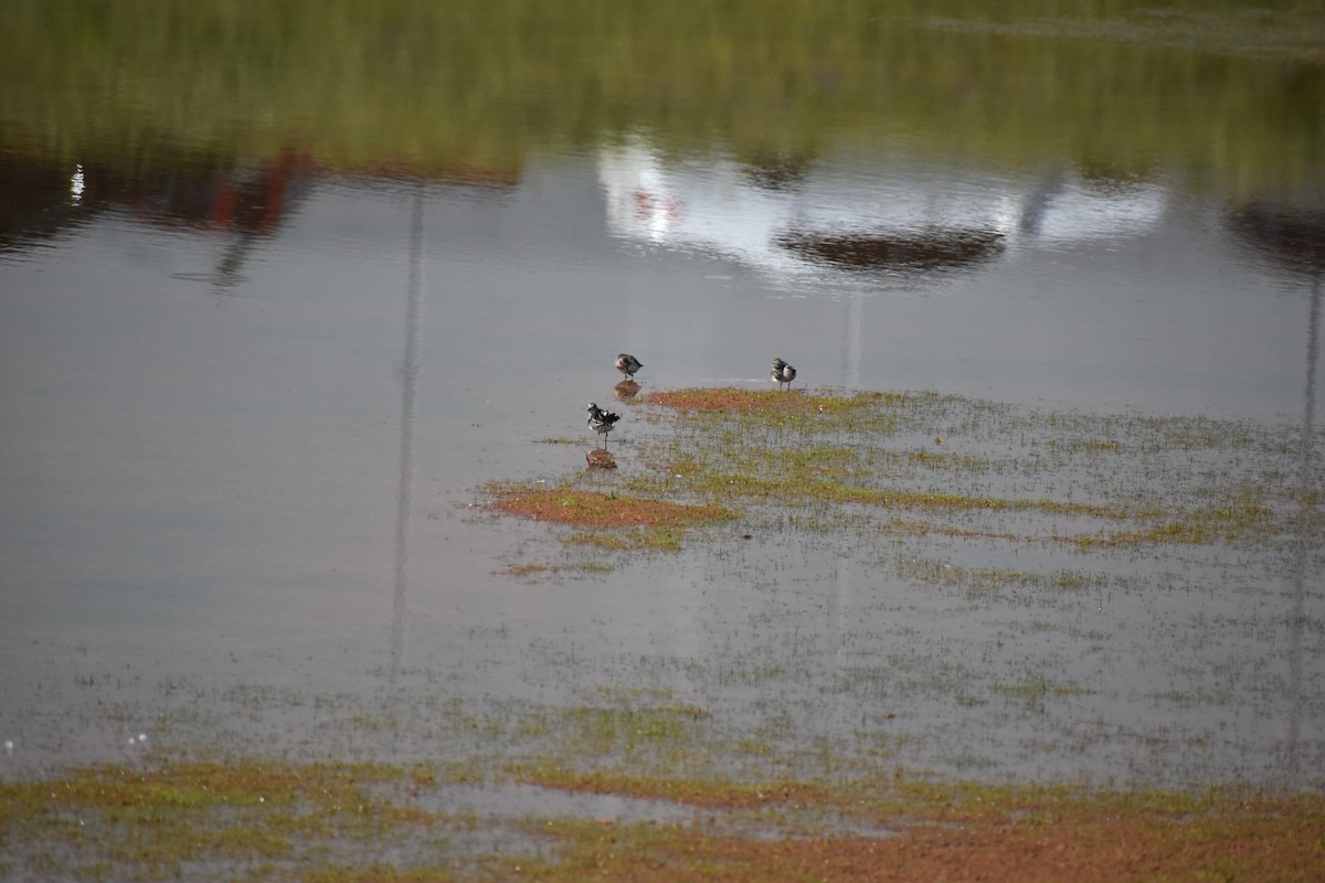 Least Sandpiper - Matthew Campbell