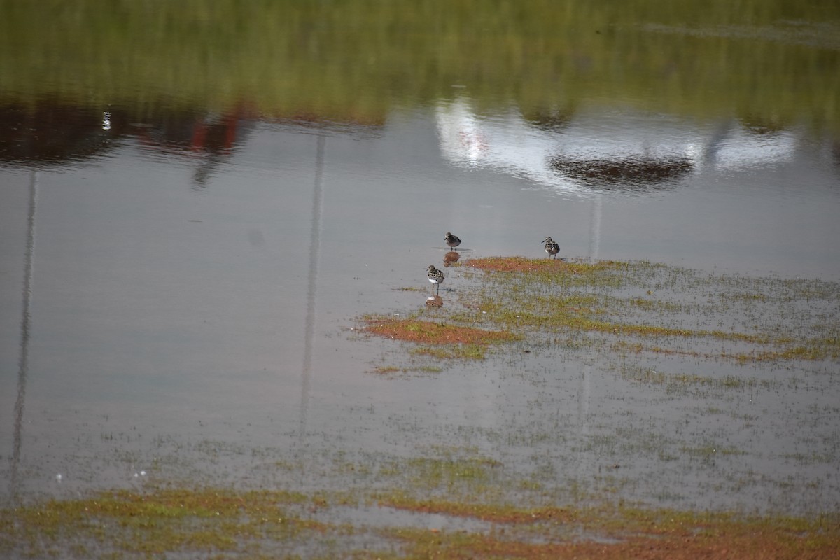 Least Sandpiper - Matthew Campbell