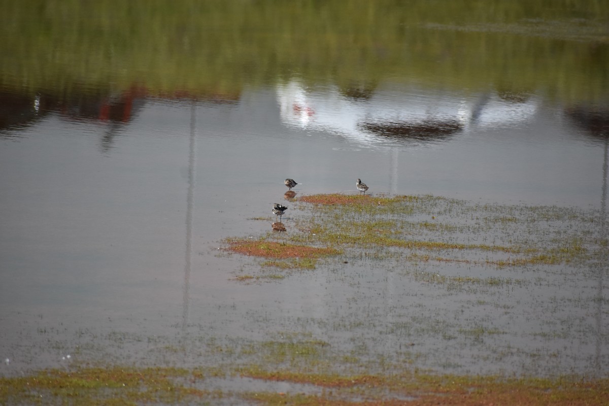 Least Sandpiper - Matthew Campbell