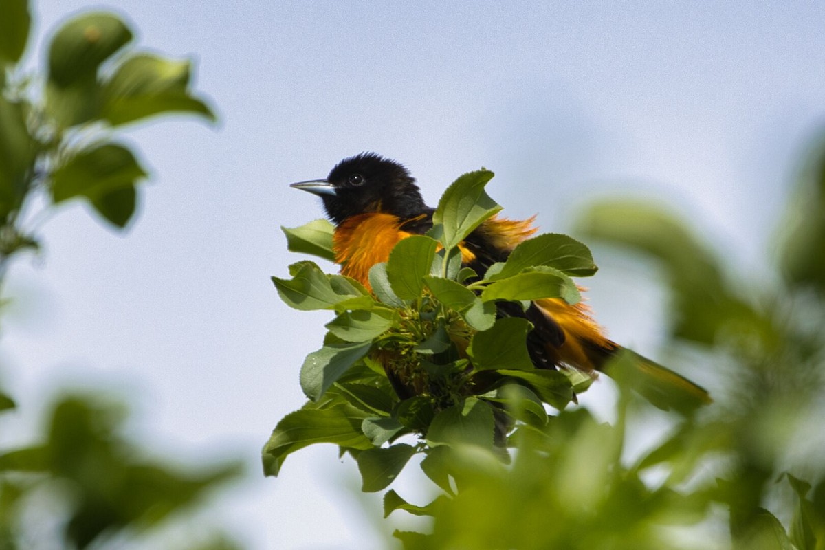 Baltimore Oriole - Lyse Clermont