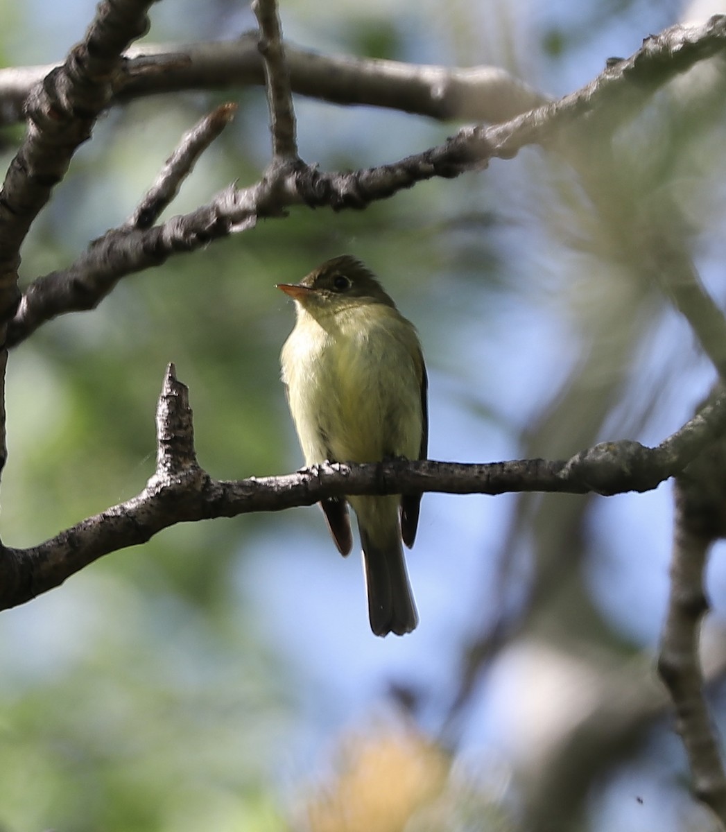 Moucherolle à ventre jaune - ML619582623