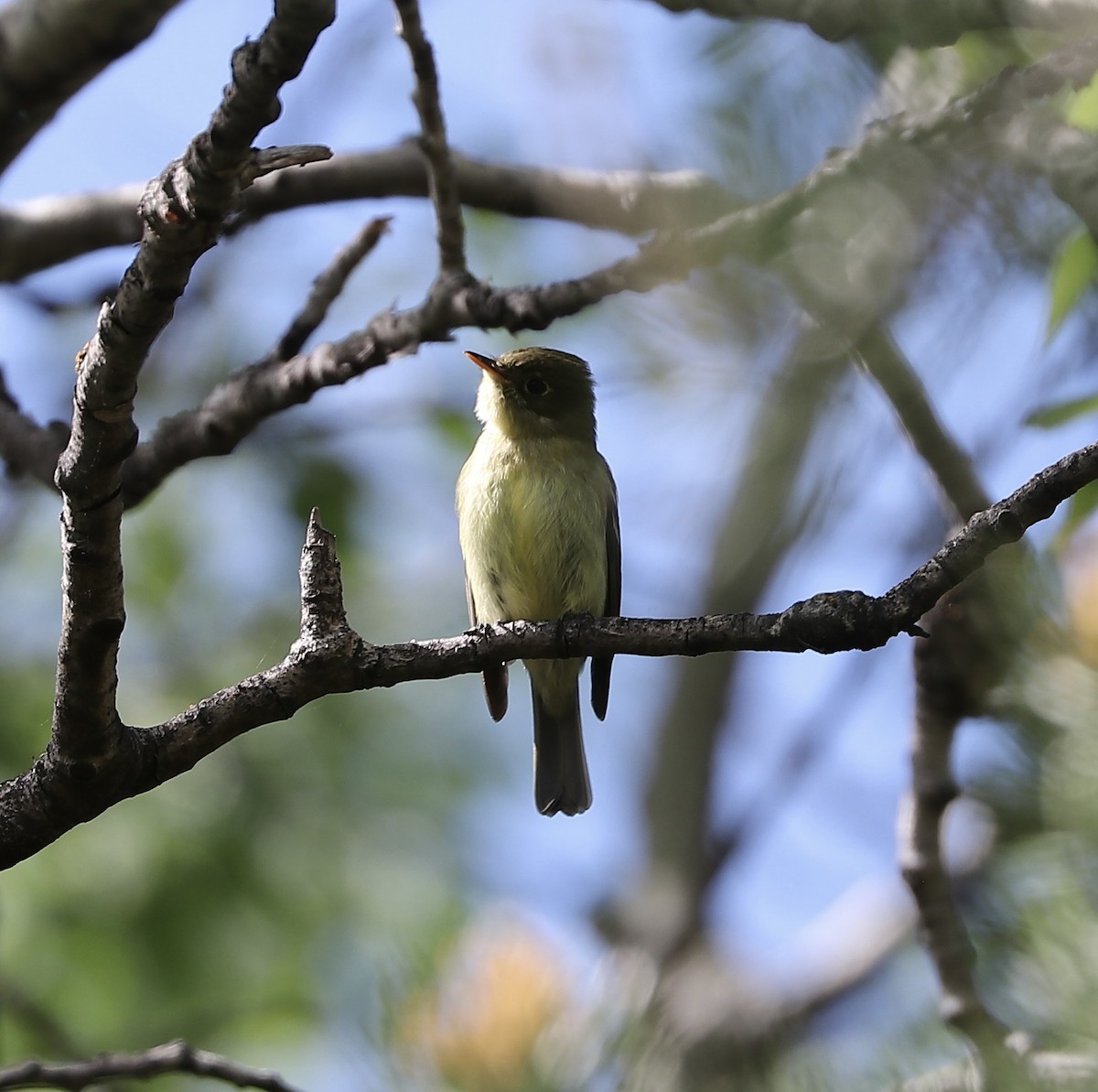 Moucherolle à ventre jaune - ML619582624