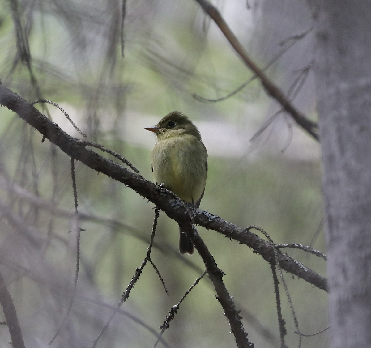 Yellow-bellied Flycatcher - Marco Bouchard