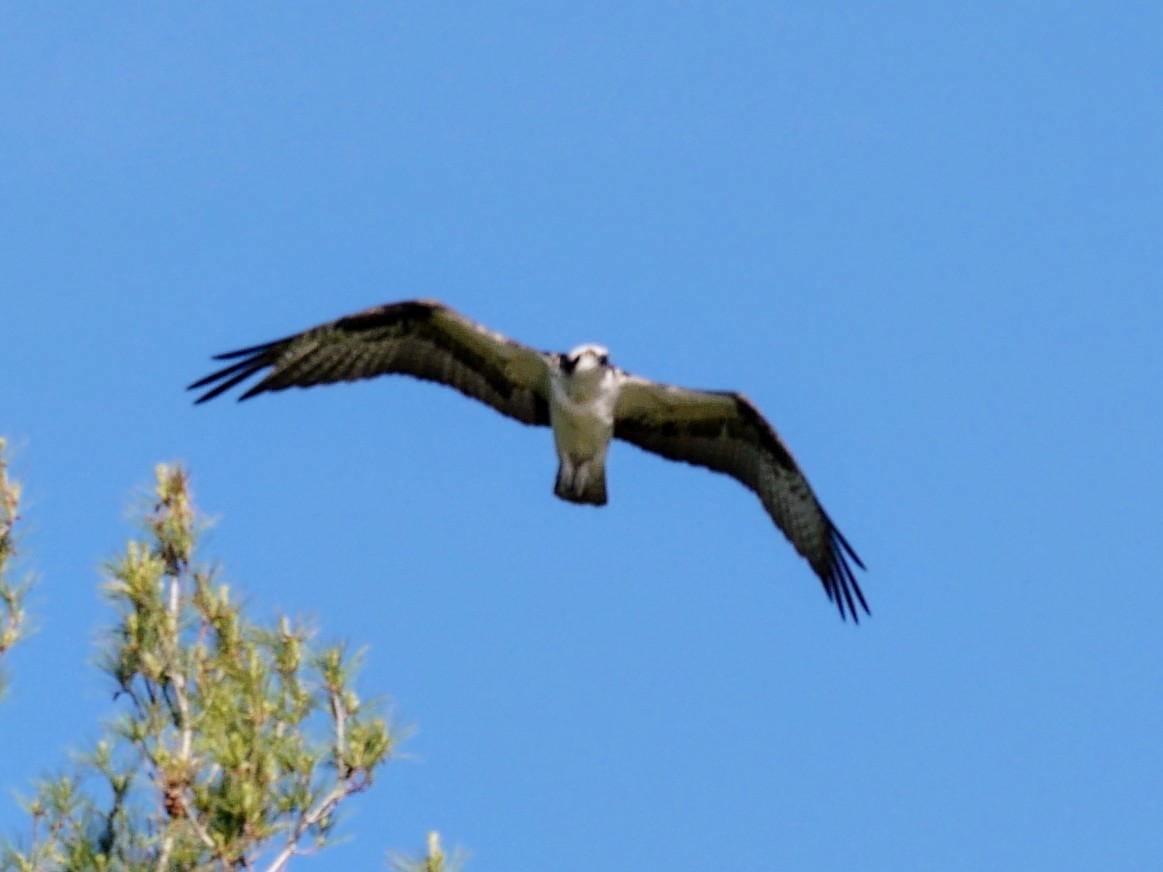 Osprey - Cécile Charlton