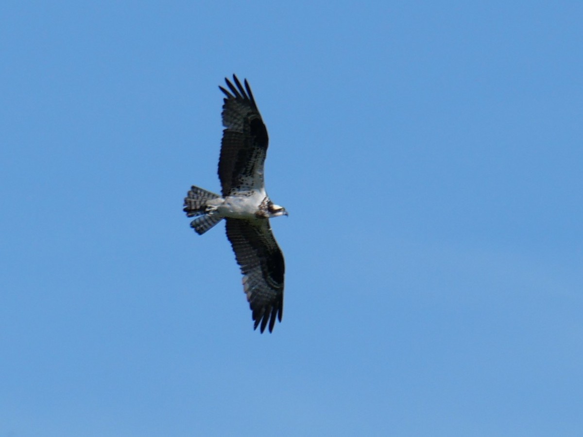 Osprey - Cécile Charlton